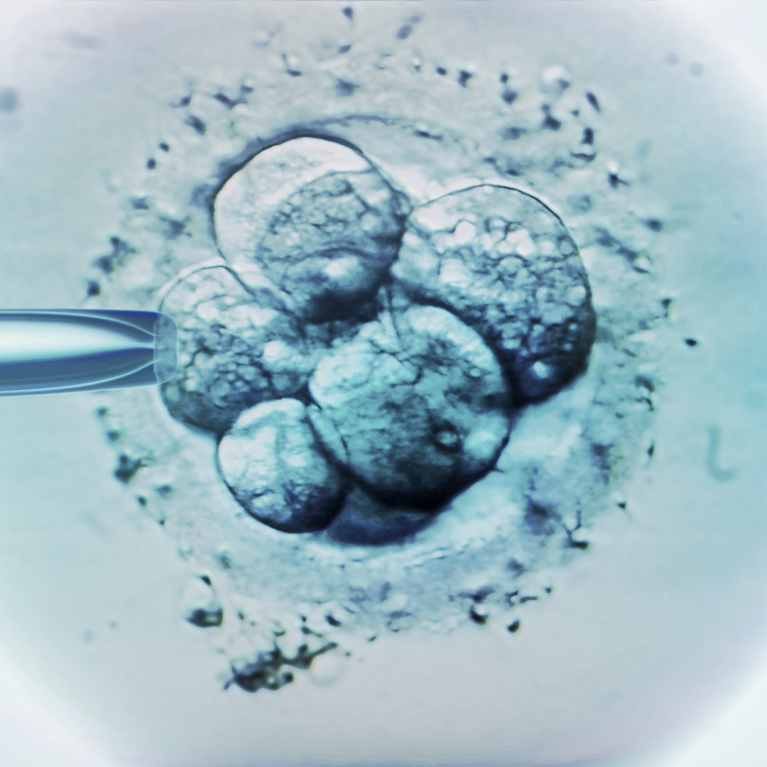 embryo-freezing.png