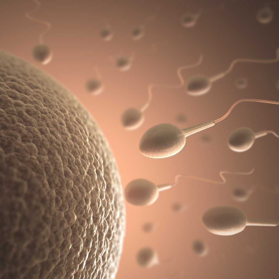 fertilisasi.png